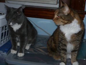 two cats